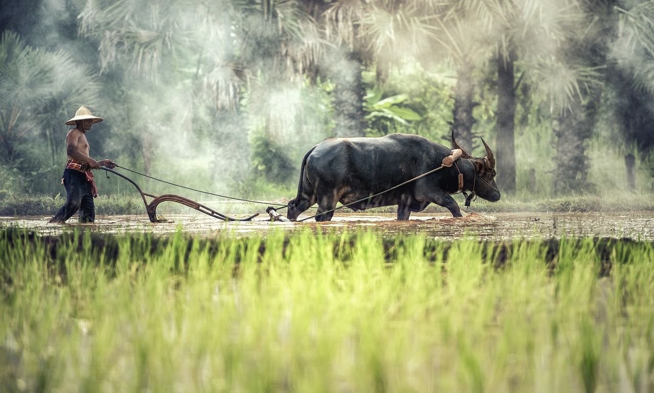 Interview: volunteering in Cambodia