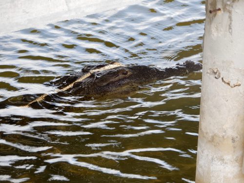 Cozumel and Playa del Carmen